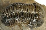 Detailed Gerastos Trilobite Fossil - Morocco #351281-1